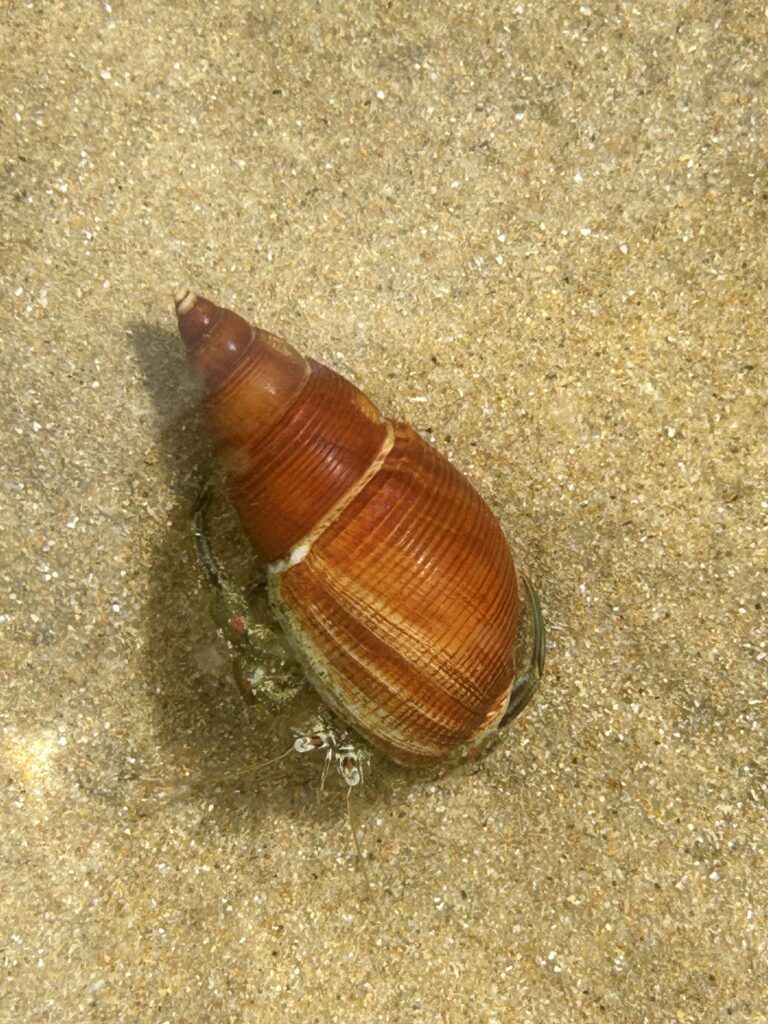 Schnecke